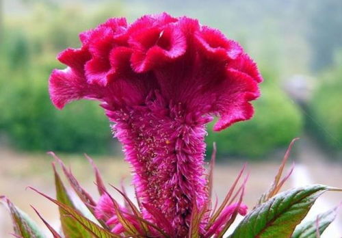 1. 鸡冠花：夏日烈焰中的守护者