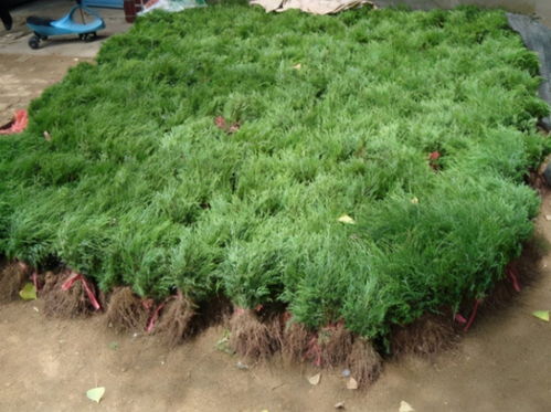 石油污染区：狗牙根、 芦苇、高羊茅