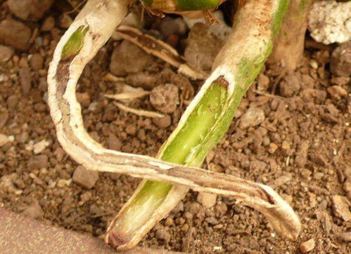 兰花根泡种的必要性