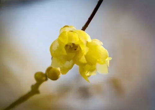 蜡梅与梅花：时间的差