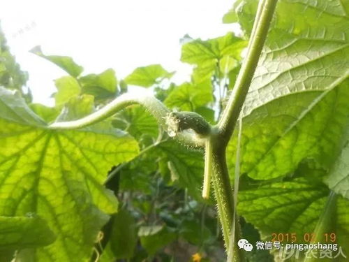 药剂防治， 我来试试