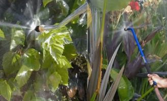 多肉植物虫害根治方法有哪些？全面防治指南推荐