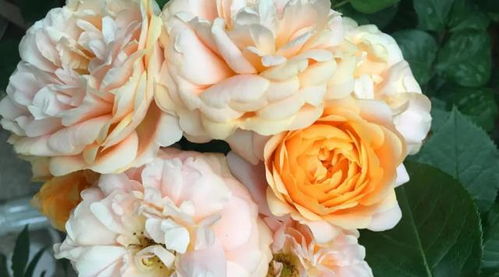 月季花开的奥秘