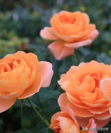 新手月季种植心得