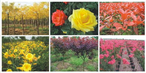 月季：冬天的美丽使者