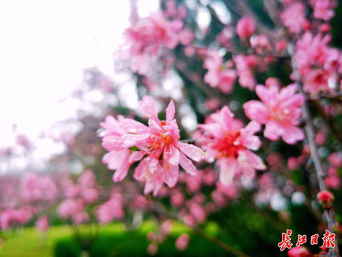 桃花的美丽传说