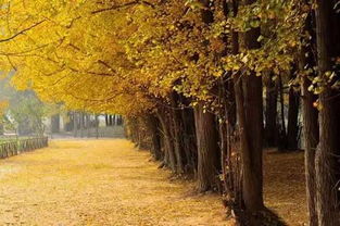 柳树苗长得快的原因