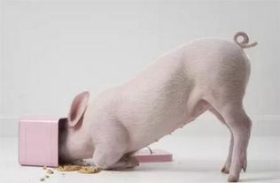 猪饲料发酵后饱喂猪的饲料是否能够提高猪的消化率和生长速度？