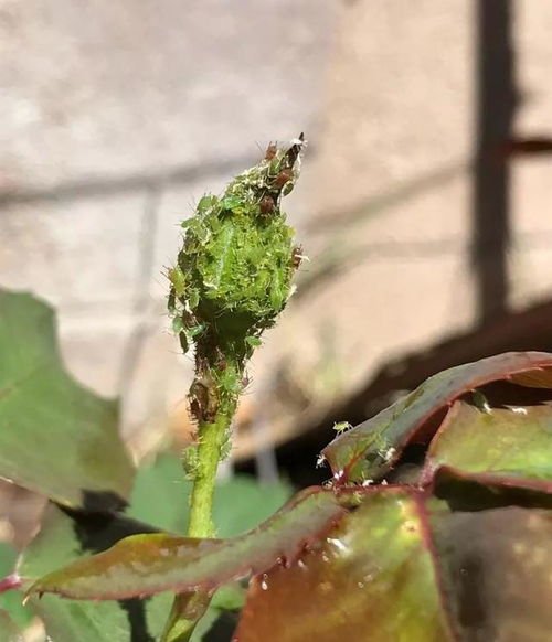 花里起飞虫怎么办？如何安全有效驱除