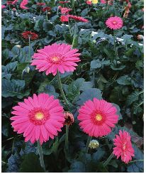 花卉种子，我的Zui爱