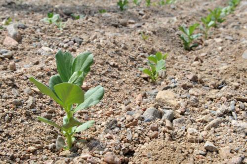 机场草种的特殊要求是什么？