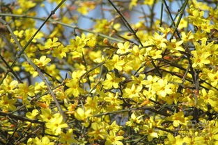 盆栽迎春花霉斑速除法！告别发霉困扰