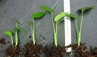 快速生根剂需按说明书稀释后，涂抹或浸泡植物根部