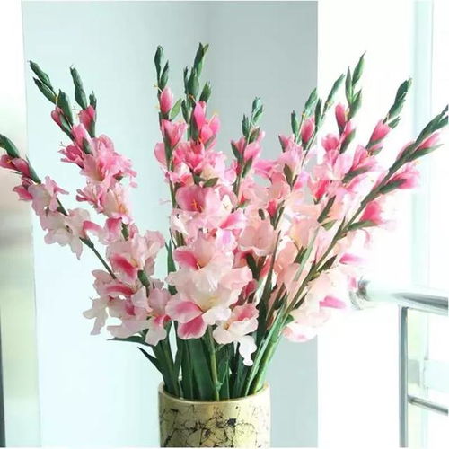 唐菖蒲是哪类叶科