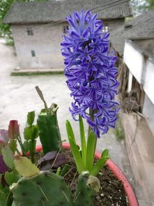 风信子：耐寒耐旱的室内佳品