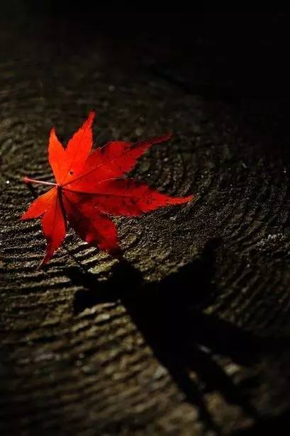 梅花落叶之谜，为何春意未尽却叶落纷纷
