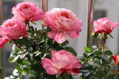 一、合理施肥，滋养根系