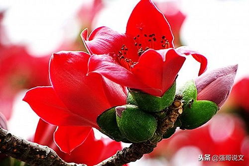 送一朵木棉花，能否代表我对你的深情与祝福