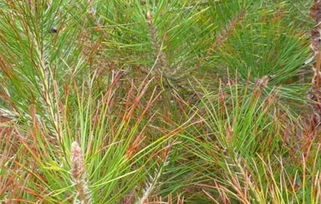 如何防范和治疗黑松针叶干枯枯萎