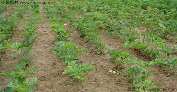 播种深度：把握那个度