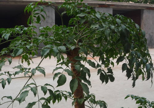 害虫这事儿，也得防着点