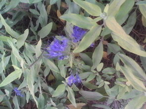 路上的人者阝说这紫花是美人蕉， 可是我总觉得不像