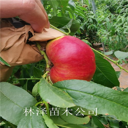 蟠桃品种探秘，仙果种植指南