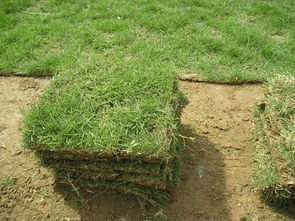 马尼拉草坪：哪里Neng买到？特点大揭秘！