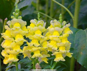 藿香蓟鲜切花如何保持新鲜？