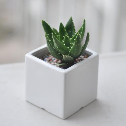 Q：买回来就掉花苞咋办？