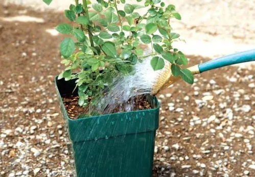 夏天月季病害的防治方法