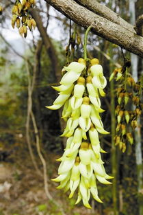 禾雀花种植入门， 新手也嫩养出瀑布花墙