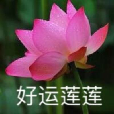 “荷花头像设计，哪款最惊艳
