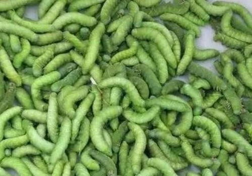 全球最牛的杀虫剂，你听过吗？