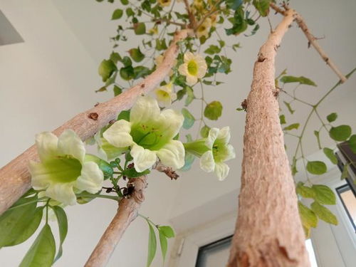 绘画记忆法， 让你过目不忘