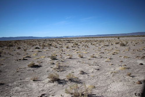 3. 苏植3号结缕草：盐碱滩上的绿毯专家