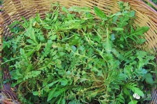 河道里的菱角菜：水草净来帮忙