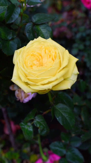 卡特琳娜月季的优点解析