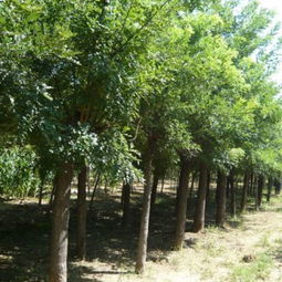 使用植物生根剂和保水剂