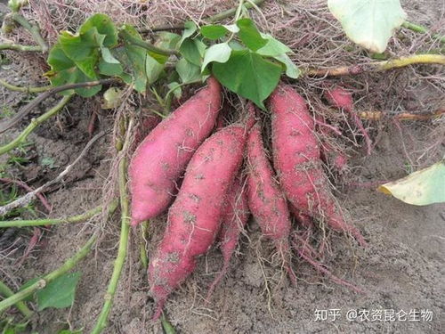 乙草胺对红薯秧苗的影响