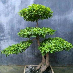 小叶女贞盆景， 美丽的秘密守护者