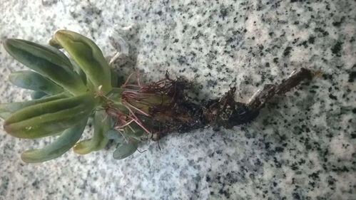 紫薇桩烂根，土壤排水性如何