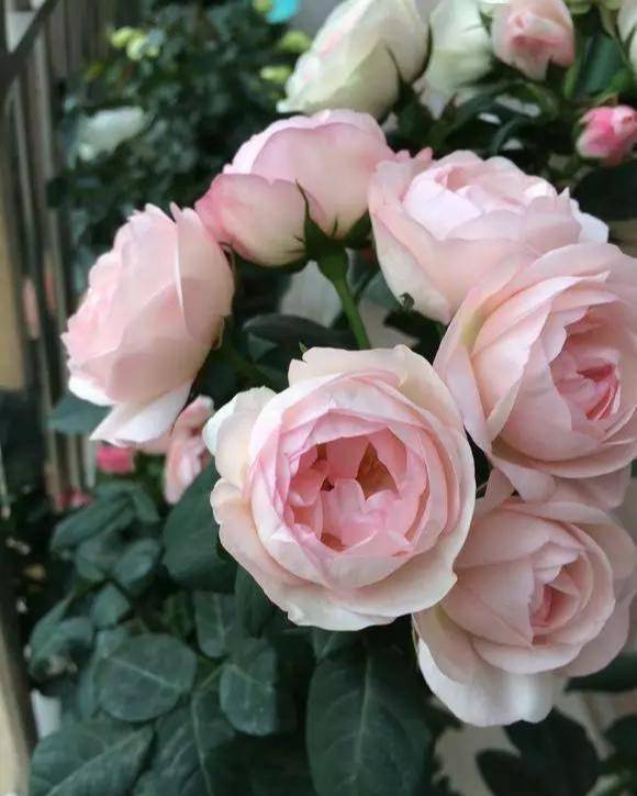 月季花：室内阴凉通风，嫩插活吗？