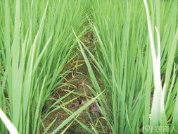 吡嘧磺隆除草剂的主要成分是什么？是磺酰磺隆吗？