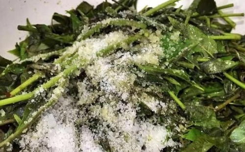 创新种子保存技巧：高效保鲜水稻的两种方法