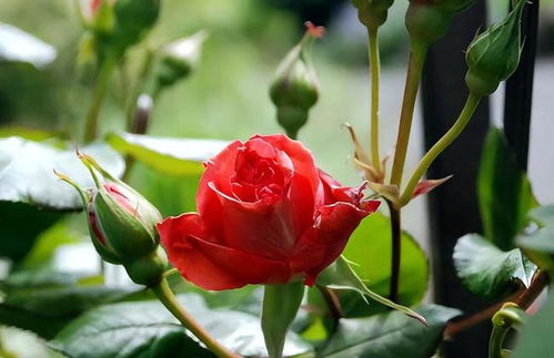 玫瑰花种植技术大全， 品种繁多，收购需求旺盛