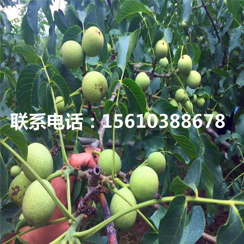核桃皮：天然肥料，花卉养护新选择！