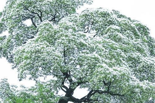 5. 奇特的岩石群