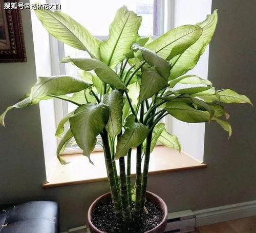 办公室阴面花草养护指南中，如何打造一个既美观又健康的绿色办公环境