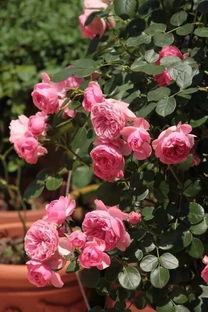 月季花适合室内养护吗？